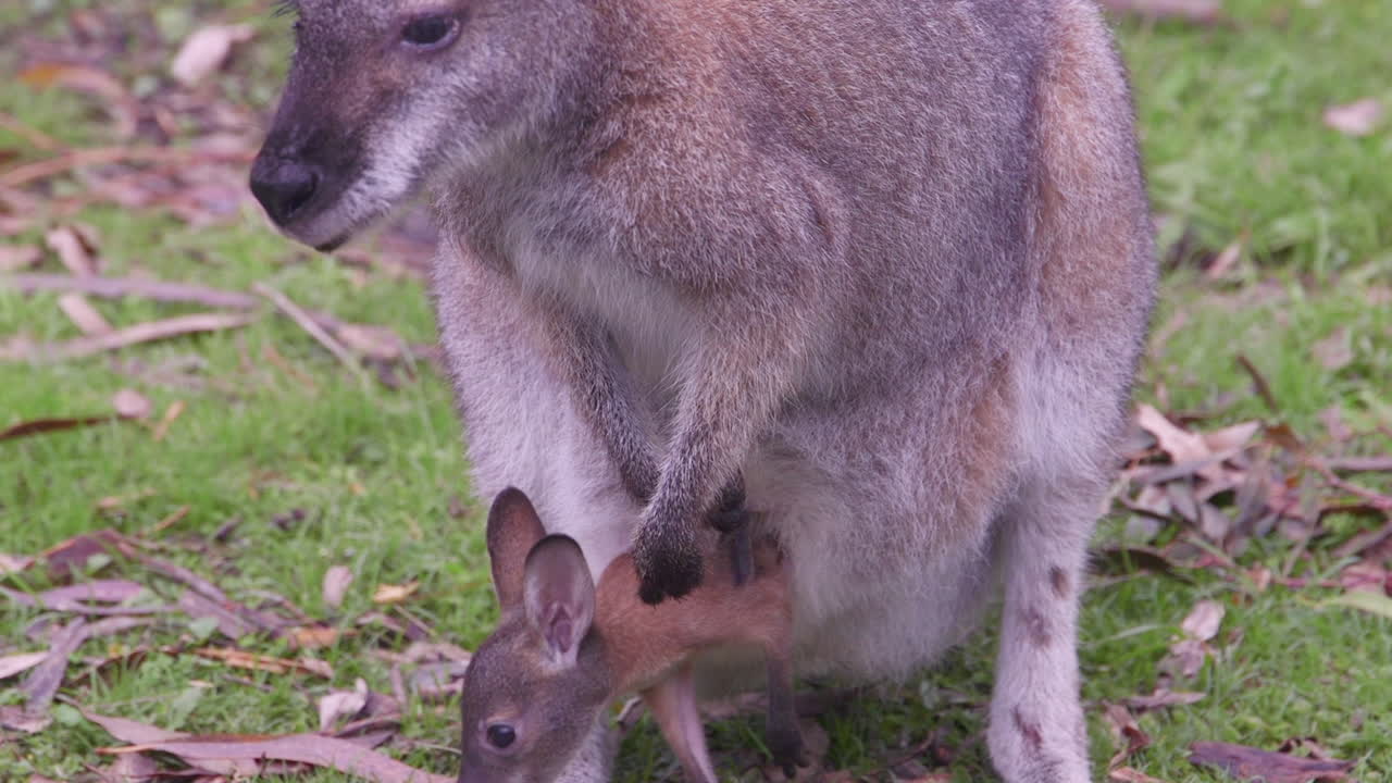 una madre canguro gris y su bebé joey comiendo hierba verde en un campo