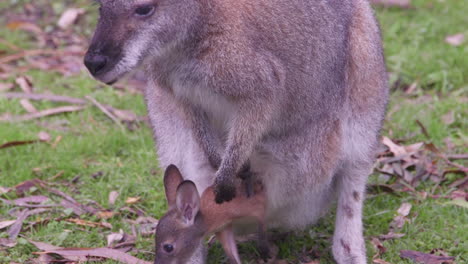 A-grey-mother-kangaroo-and-her-baby-joey-eating-green-grass-in-a-field