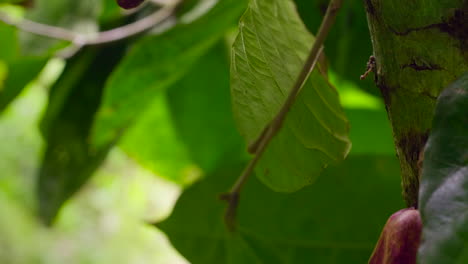 Detail-shot-of-a-cocoa-plant