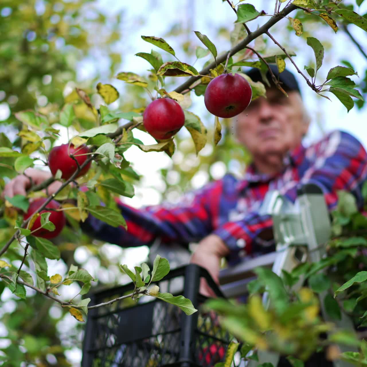 Ripe apple season farming countryside. Organic fresh ripe fruits farming