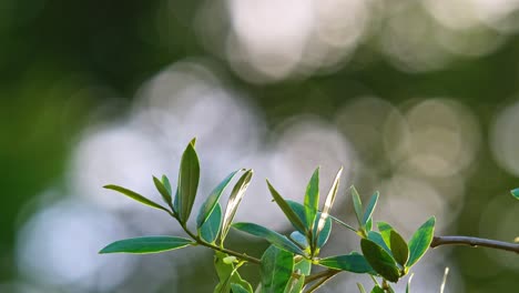 imágenes de vídeo: ramas de olivo se balancean suavemente en el sol de la tarde, evocando la producción de alimentos frescos y saludables