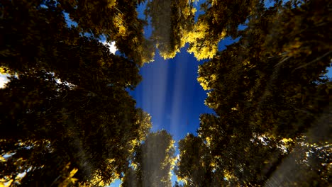 timelapse clouds night to day over autumn trees circle, camera rotating, 4k