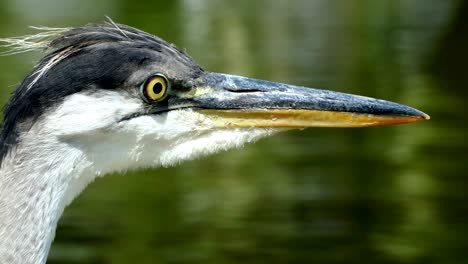 portrait of a grey heron (ardea cinerea).