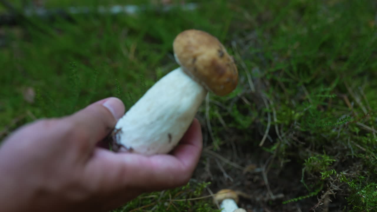 Picking a Boletus Mushroom in the Forest