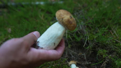 picking a boletus mushroom in the forest