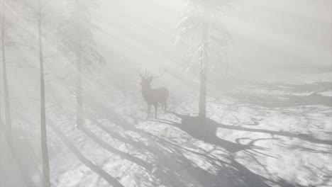 orgulloso macho de ciervo noble en el bosque de nieve de invierno