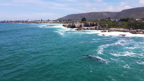 aerial of whales near rocky coastline of hermanus - whale season