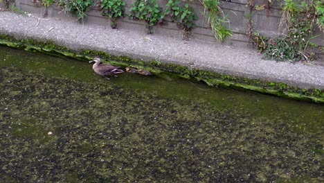 Es-Muy-Común-Ver-En-Muchos-De-Los-Ríos-De-Tokio,-Familias-De-Patos-Nadando-Y-Buscando-Comida-Junto-Al-Agua