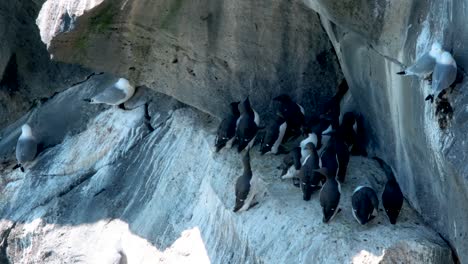 Bandada-De-Araos-Con-Gaviotas-En-Un-Acantilado-Escarpado-En-La-Península-De-Snaefellsnes,-En-El-Oeste-De-Islandia