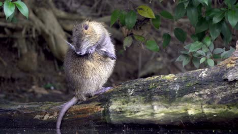 A-wet-nutria,-myocastor-coypus-resting-on-a-broken-tree-bough-on-the-lake-under-tree-canopy,-scratching-its-whole-body-with-a-little-intruder-passing-by-in-the-background,-close-up-shot