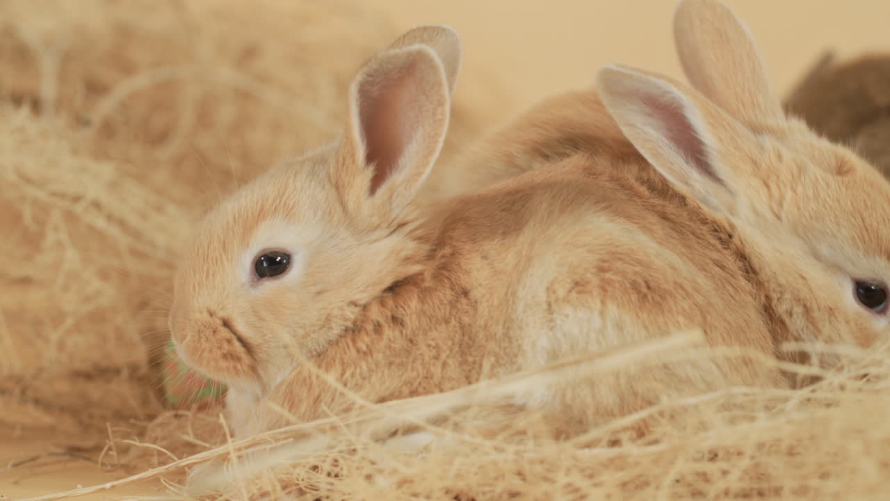 부드러운 눈동자의 아기 토끼 토끼가 건초더미 사이에서 사랑스럽게 쉬고 있습니다 - 눈높이 클로즈업 샷