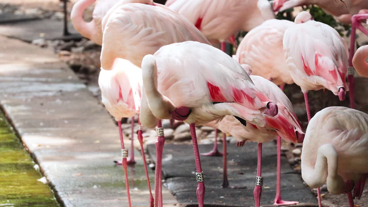 los flamencos se reúnen y se alimentan cerca de un estanque