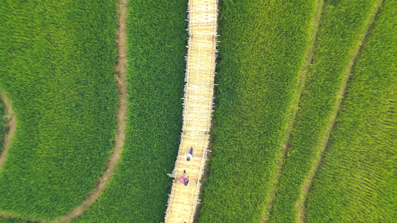puente de bambú kho kuu so, a través de los campos de arroz, provincia de mae hong son, tailandia