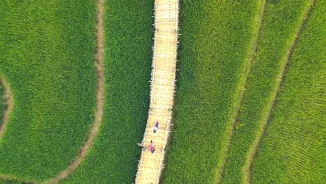 Puente-De-Bambú-Kho-Kuu-So,-A-Través-De-Campos-De-Arroz,-Provincia-De-Mae-Hong-Son,-Tailandia