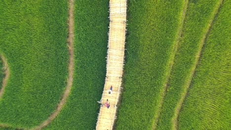 puente de bambú kho kuu so, a través de los campos de arroz, provincia de mae hong son, tailandia