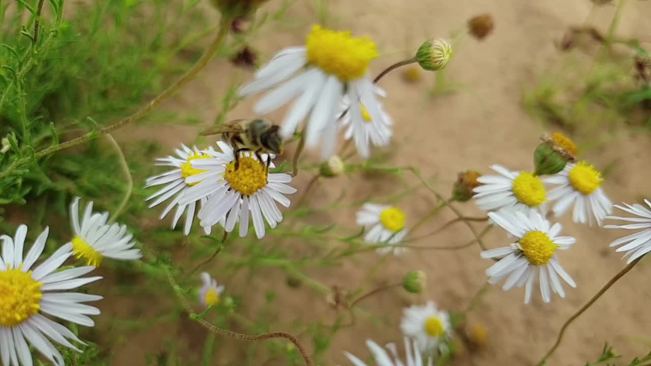 Macro ravvicinata di un'ape mellifera africana che raccoglie polline e vola in slow motion su fiori di margherita sudafricana bianchi, con sabbia marrone e piante verdi sullo sfondo con effetto bokeh sfocato