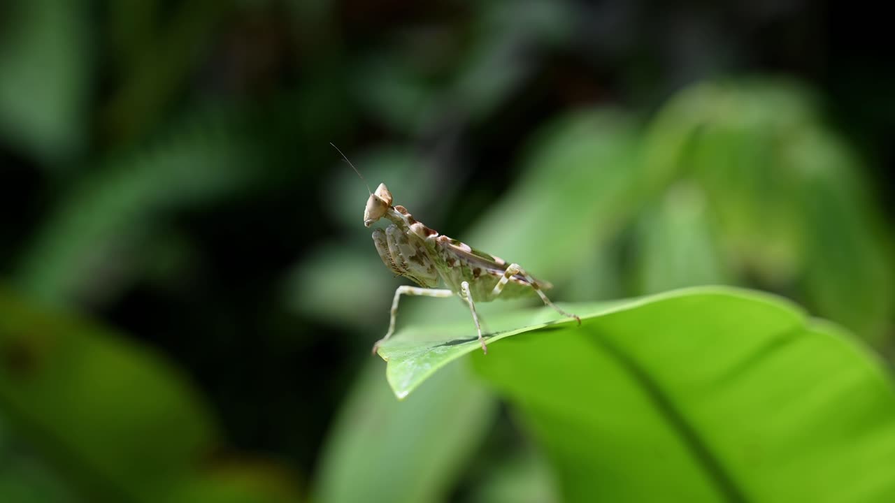 mantis de flores enjoyadas de pie alto y quieto en el borde de una hoja grande