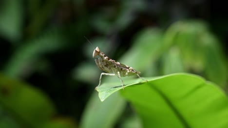 Jeweled-Flower-mantis-standing-tall-and-still-on-the-edge-of-a-large-leaf