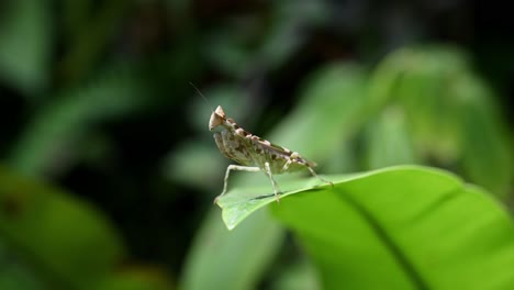 jeweled flower mantis standing tall and still on the edge of a large leaf