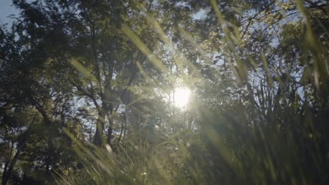 Un-Magnífico-Paisaje-Rural-Rodeado-De-Exuberante-Selva