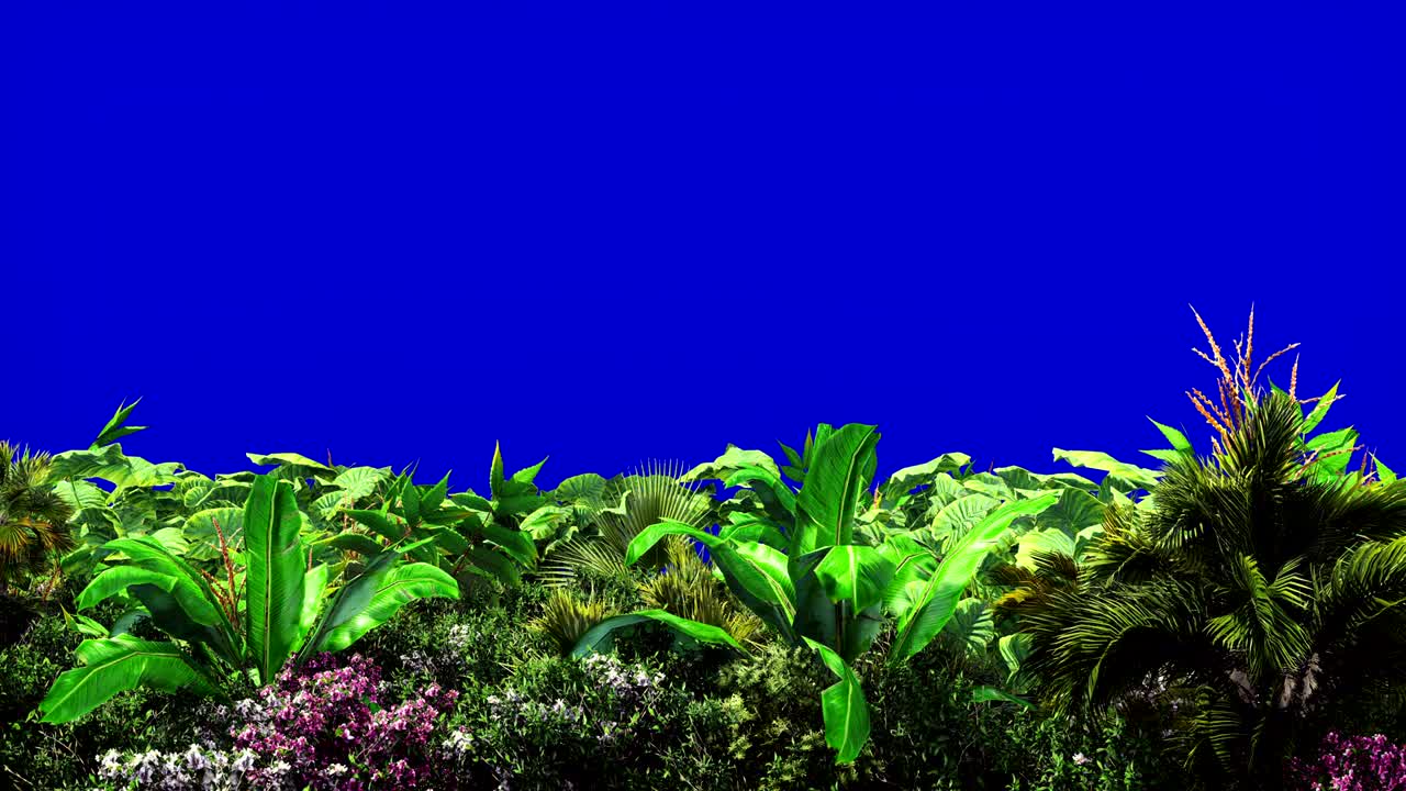 plantas tropicales en el viento en la pantalla azul. hermoso fondo de bucle de verano.