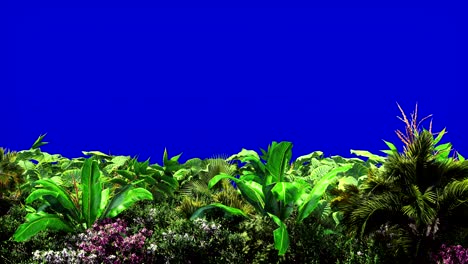 tropical plants in the wind on blue screen. beautiful summer looped background.
