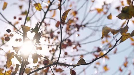 tree branches swing in breeze against sunshine