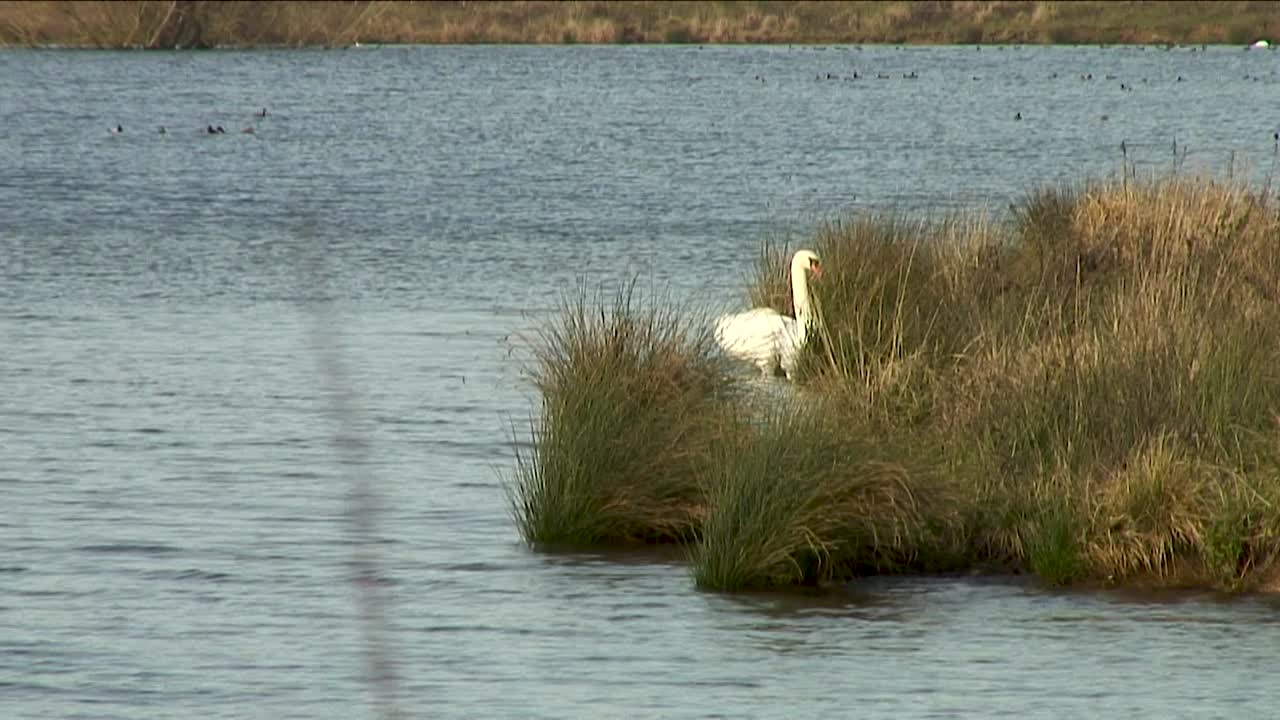 유럽에서 가장 큰 인공 저수지인 러틀랜드 물에서 수영하는 한 쌍의 백조