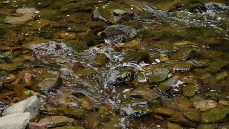 El-Agua-Fluye-Sobre-Las-Piedras-En-El-Arroyo-Wisshaickon