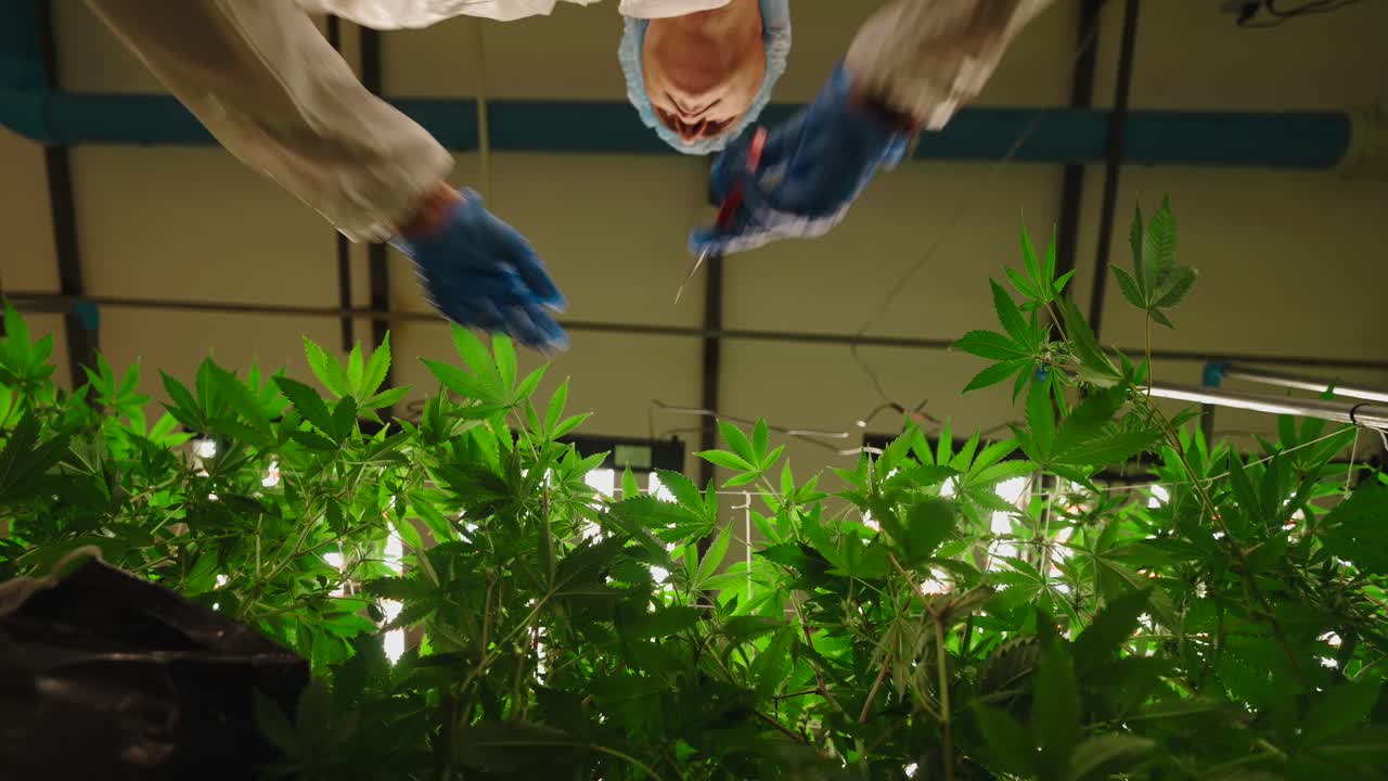 Cannabis Plant Cultivation in Indoor Facility