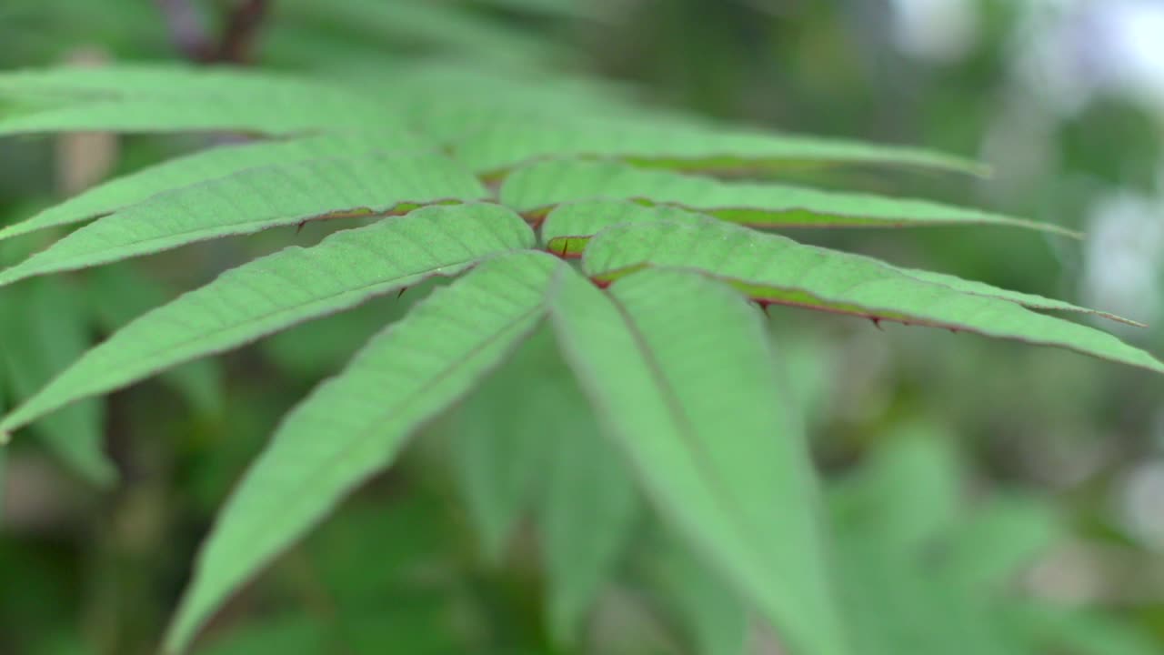 toona sinensis planta herbal asiática de hojas largas soplando suavemente con el viento, filmada de muy cerca