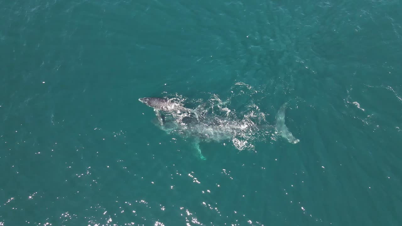 공중: 아름다운 혹등고래 어미와 새끼가 숨을 헐떡이며