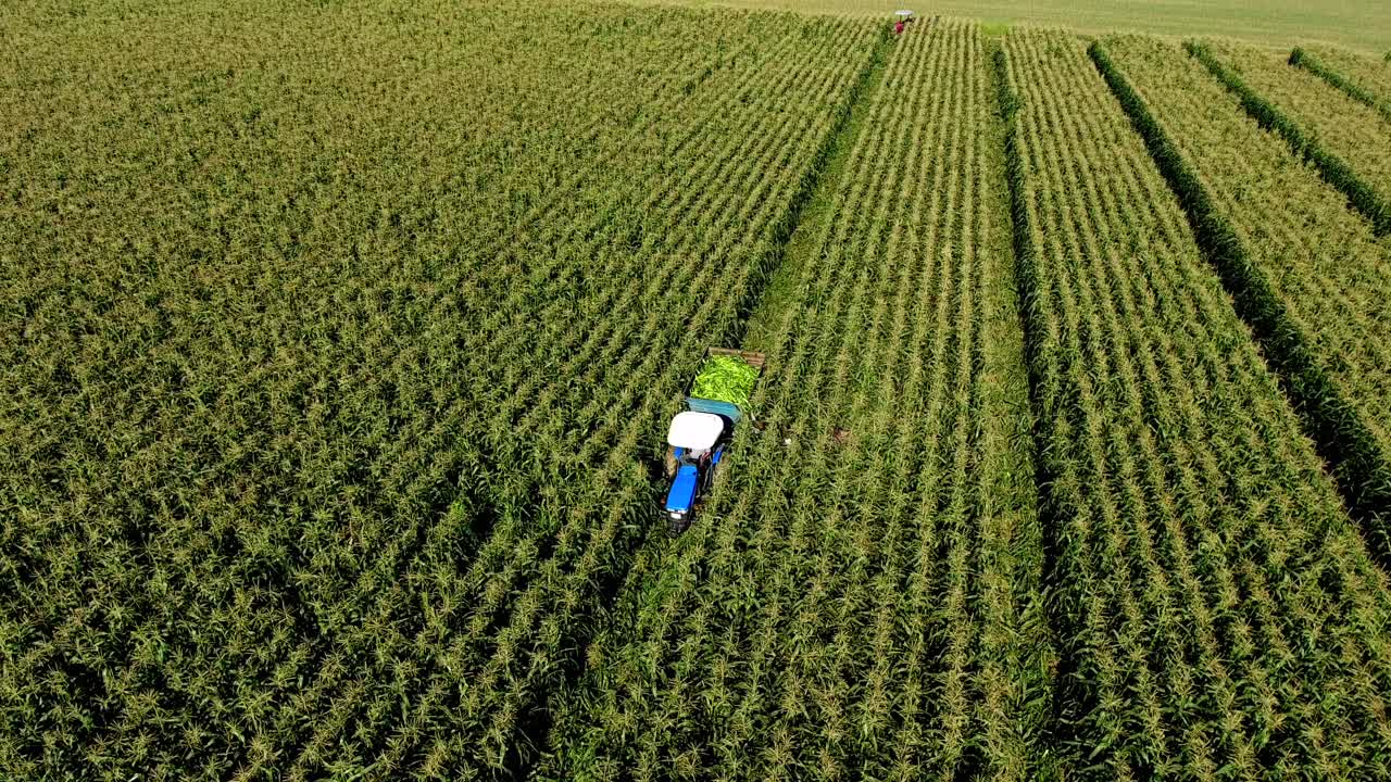 Tractor Harvesting in a Cornfield: Aerial Perspective