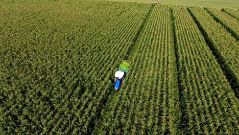 tractor harvesting in a cornfield: aerial perspective
