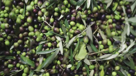 4k imágenes de lluvia acaban de recoger el cultivo de aceitunas verdes y negras que caen en el depósito de la máquina de prensa de aceite de oliva. video de concepto de alimentos ecológicos para la agricultura y la fabricación de aceite de aceituna.