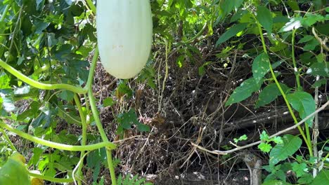 Sommersaison-Garten-Frische-Zucchini-Riesiges-Großes-Gemüse-Wächst-Im-Waldklima-Ländliche-Landschaft-Im-Iran-Gilan-Hochland-Berg-Ländliches-Dorf-Pflücken-Verkauf-Auf-Bauernmarkt-Einheimische-Lebensmittel-Küche