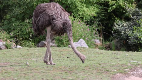 Slowmo:-Wilder-Großer-Südafrikanischer-Strauß,-Der-In-Der-Sonne-Auf-Einer-Wiese-Im-Nationalpark-Weidet