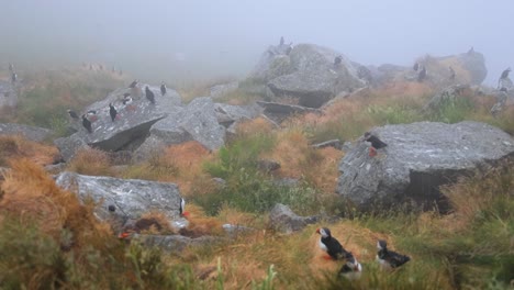 atlantic puffin (fratercula arctica), on the rock on the island of runde (norway).