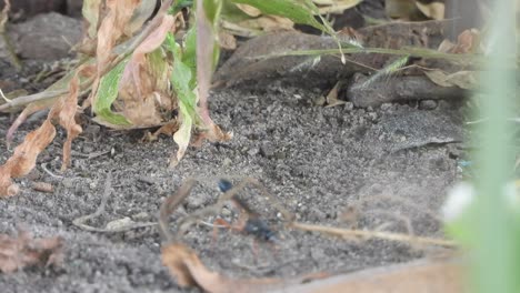 bee- cleaning hole home