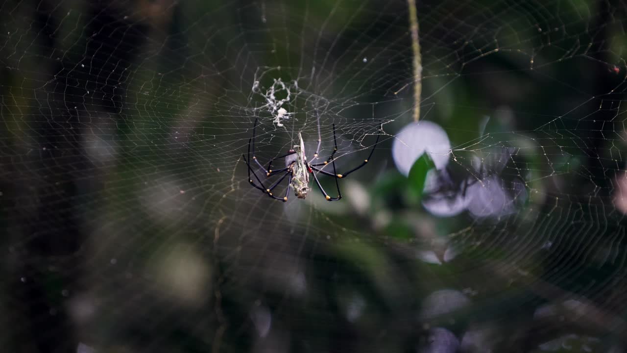 araña tejedora orbe de seda dorada comiendo un insecto