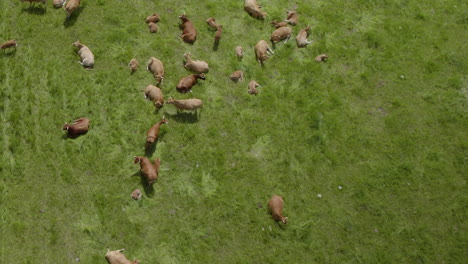 Toma-Aérea-De-Arriba-Hacia-Abajo-De-Vacas-Felices-Descansando-Y-Durmiendo-En-Un-Campo-Verde-Bajo-El-Sol