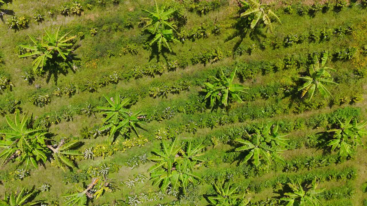 Aerial view of a coffee plantation in full bloom during daylight.