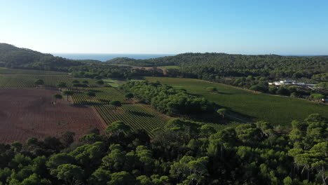 Ländliche-Porquerolles-Agrarlandschaft-Weinberge-Und-Pinien-Frankreich