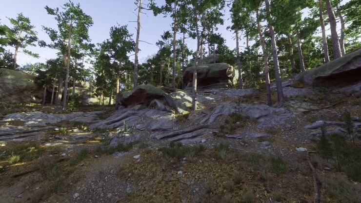 Bright forest glade distant sky seen over secluded mossy pine woodland