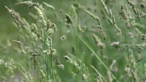 Summer-pasture-grasses-blowing-in-the-wind-in-a-field-in-Worcestershire,-England