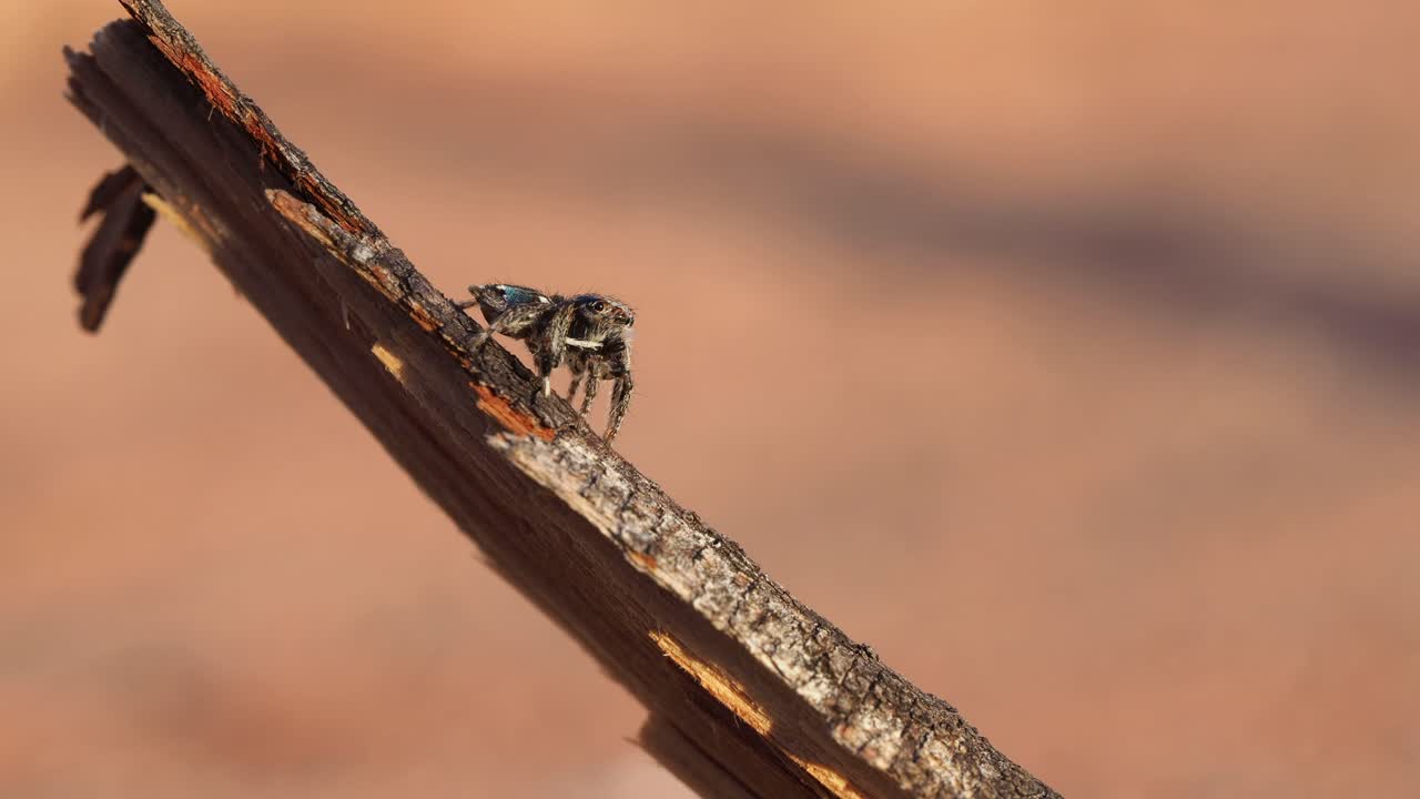 나뭇가지에 별이 빛나는 밤 공작 거미