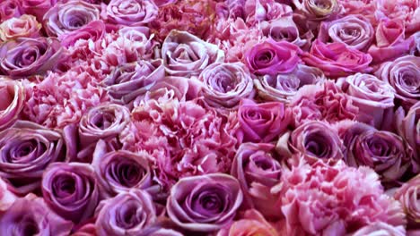 natural roses background closeup