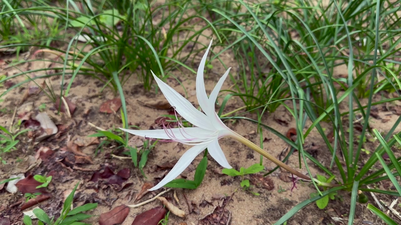 Edderkopslilje-blomst efter regnen i South Luangwa Nationalpark i Zambia