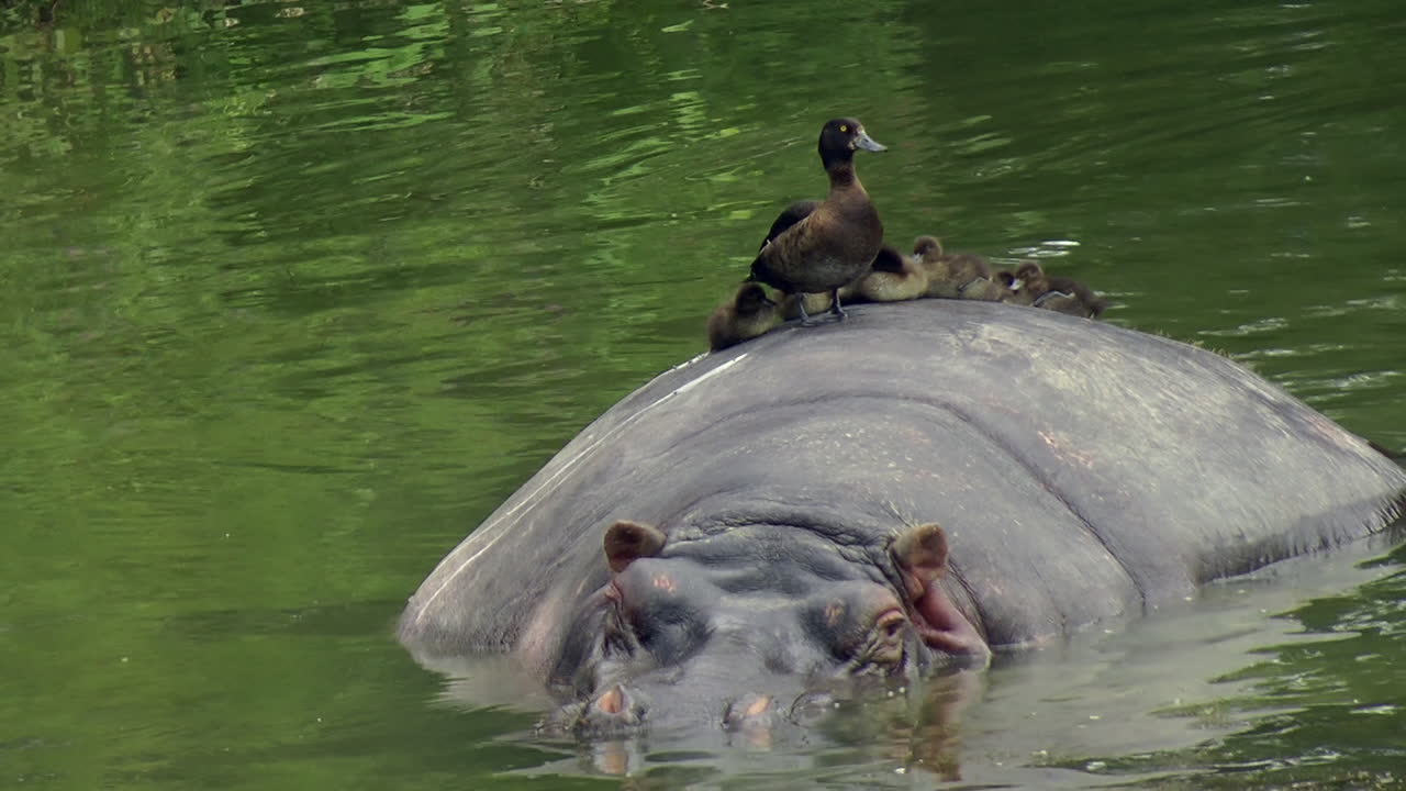 A family of ducks sat on a hippos back in the middle of a lake at Longleat Safari Park. Daytime, exterior, wide shot.