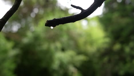 raindrop on pine tree branch in the forest